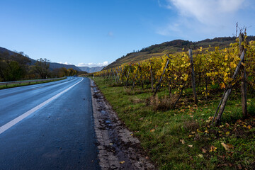 Fototapeta premium A road going through a wine district n the Mosel valley. Beautiful yellow vine leaves and green grass against a blue sky