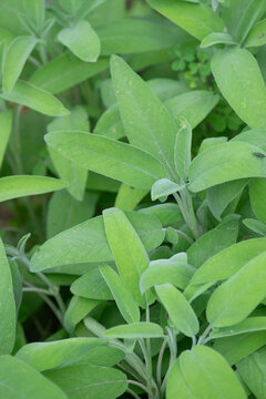Salvia officinalis