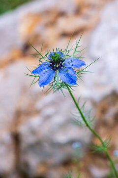 Nigella damascena