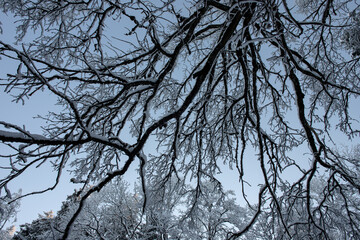 Trunk and branches of oak trees covered with snow against blue sky. Winter sunny day. Bottom-up view