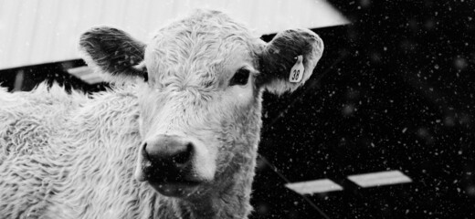 Young Charolais beef cow during winter snow on farm or ranch for agriculture banner.