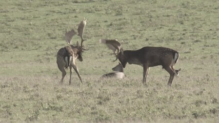 fallow deer mating season