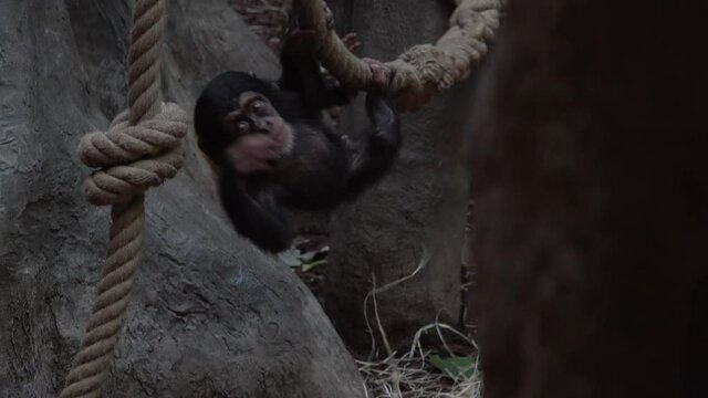 Chimpanzee cub crawling on a rope