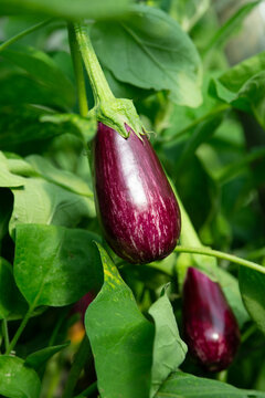 Graffiti eggplants in the garden