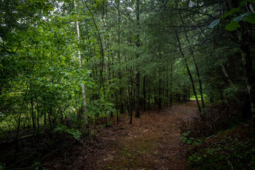 Obraz premium footpath in the forest