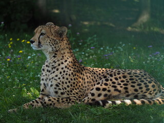 cheetah in the grass