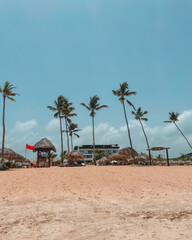 Beach View Palm Trees