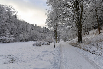 snow covered trees
