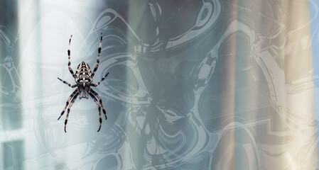 Halloween concept background, spider on web on abstract background