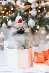 Fototapeta na wymiar Spitz puppy in a gift box under the Christmas tree
