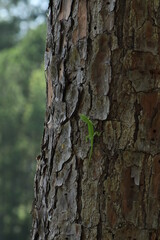 Green Anole on a Tree
