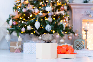 Spitz puppy in a gift box under the Christmas tree