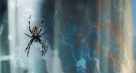 Halloween concept background, spider on web on abstract background