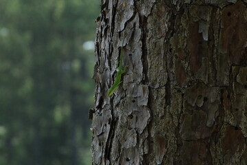 Green Anole on a Tree