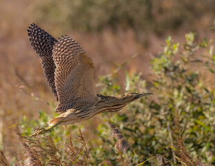 Bittern Inflight 1
