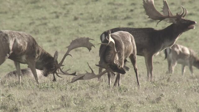 fallow deer mating season
