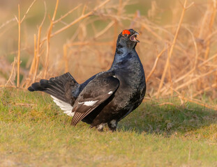 Black Grouse Calling