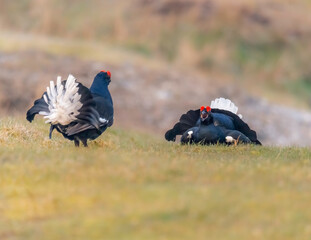 Black Grouse Lek