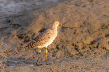 Black Tailed Godwit 2