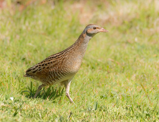 Corncrake