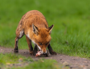 Fototapeta premium Red Fox