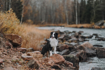 portrait of a dog