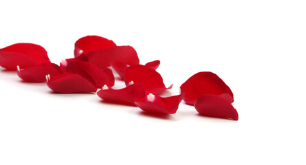 Red rose petals with shadow on white background.