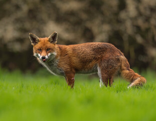 Red Fox