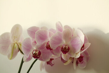 Naklejka na ściany i meble Pink phalaenopsis orchid flower on beige interior wall with copy space. Selective soft focus. Minimalist still life. Light and shadow nature horizontal background.