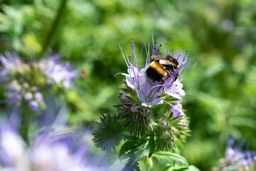 agricultural field of phacelia flowers close-up. Phacelia with bee