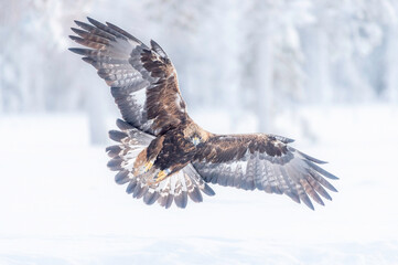 Golden Eagle Full Wingspan