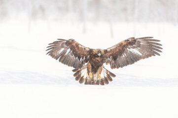 Golden Eagle Incoming 1