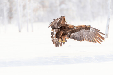 Golden Eagle Incoming 2