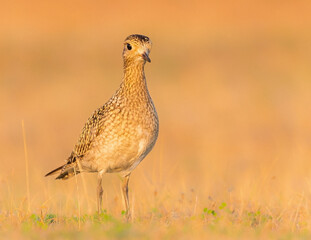 Golden Plover Juvenile