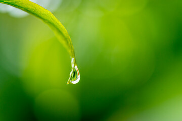 Drop of water dripping from leaf on blurred green background.