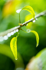 Drop of water dripping from leaf on blurred green background.