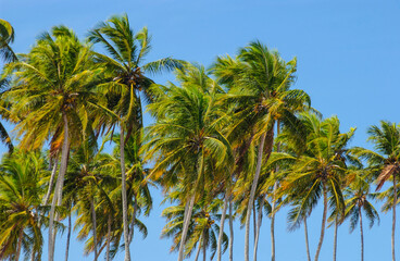 Coconut grove in sunny day with blue sky in Paraiba, Brazil.