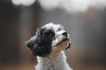 Fototapeta premium portrait of a dog