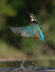 Kingfisher In Action