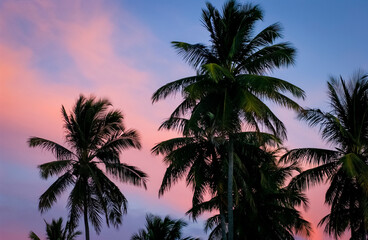 Fototapeta na wymiar Coconut grove in silhouette at sunset. Paraiba, Brazil.