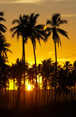 Obraz premium Coconut grove in silhouette at sunset. Paraiba, Brazil.