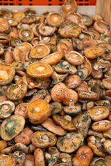 Rovellones (Lactarius deliciosus) o níscalos (setas de otoño)