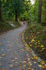 Mountain trail near Zurich, Switzerland on October 20, 2012. Trees and path.