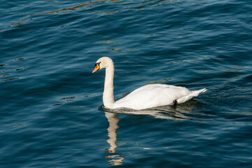 Swan on Lake Zurich, Switzerland on October 20, 2012.