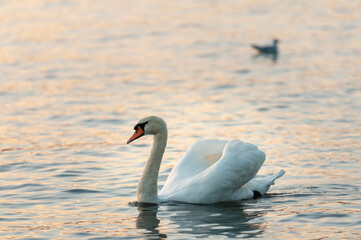 Naklejka premium Swan on Lake Zurich, Switzerland on October 20, 2012.