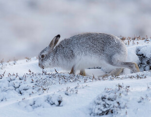 Hare In Search