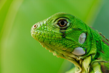 Iguana green in close-up with green background. South American and Brazilian biodiversity.
