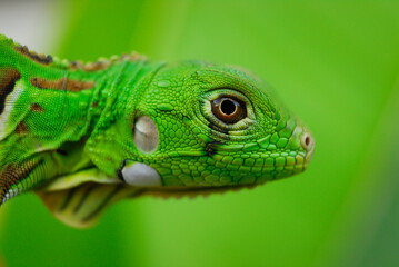 Iguana green in close-up with green background. South American and Brazilian biodiversity.