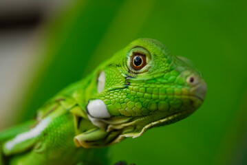 Iguana green in close-up with green background. South American and Brazilian biodiversity.