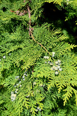 Lawson's cypress (Chamaecyparis lawsoniana (A. Murray bis) Parl.). Branch with green cones